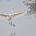 shutterstock_1494244133