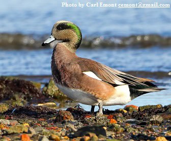 Winter Waterfowl Walk