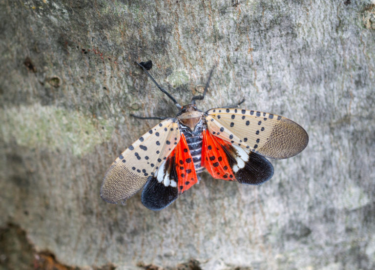 West New York officials defend handling of Spotted Lanternfly infestation