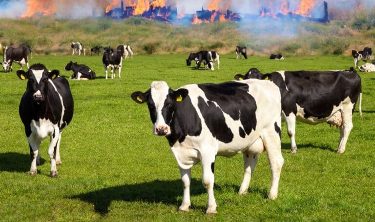 Deadly Explosion and Fire at Texas Dairy Farm Claims 18,000 Cows
