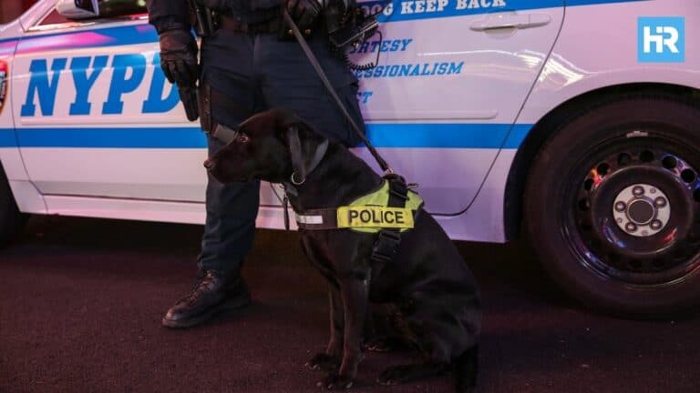 Crime in Midtown West: A Growing Threat Despite Citywide Drop