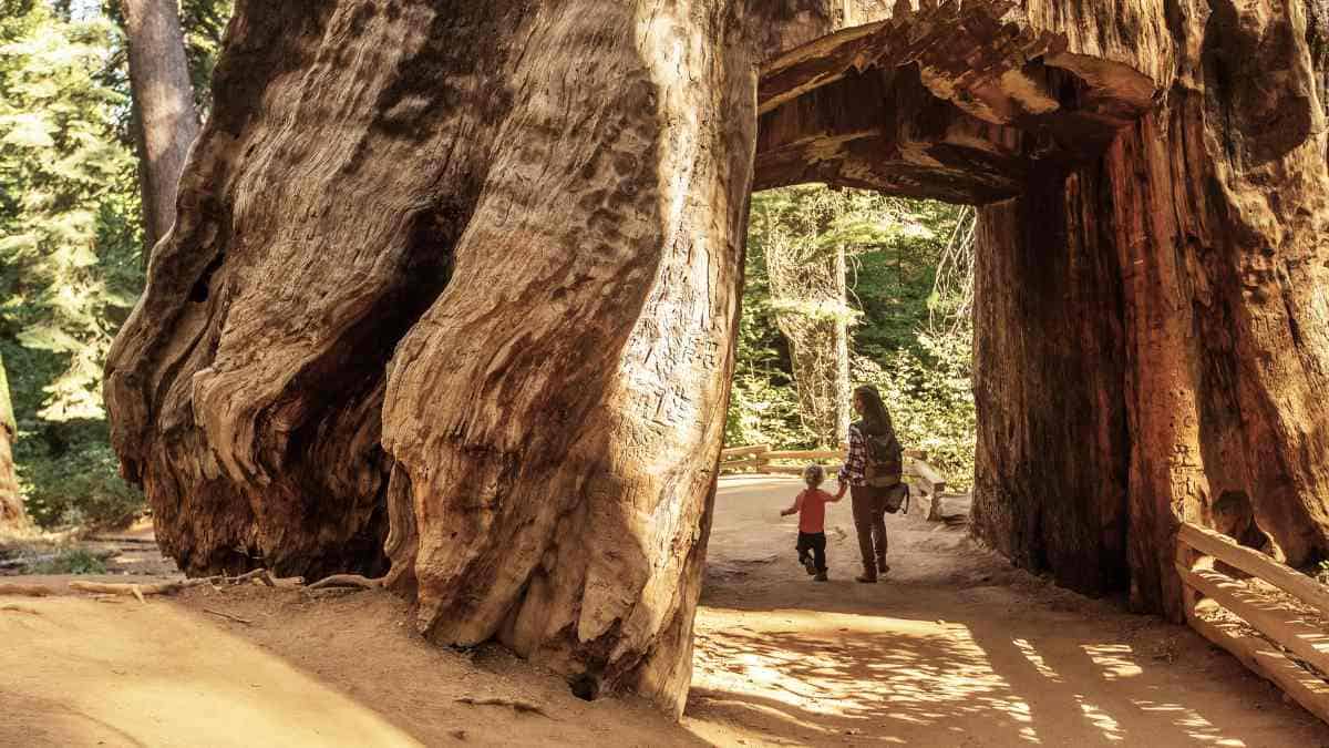 California's Must-See Wonders