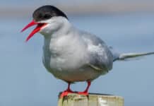Hoboken Tern Parade