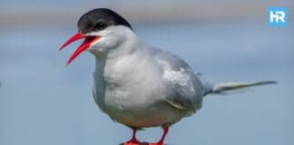 Hoboken Tern Parade