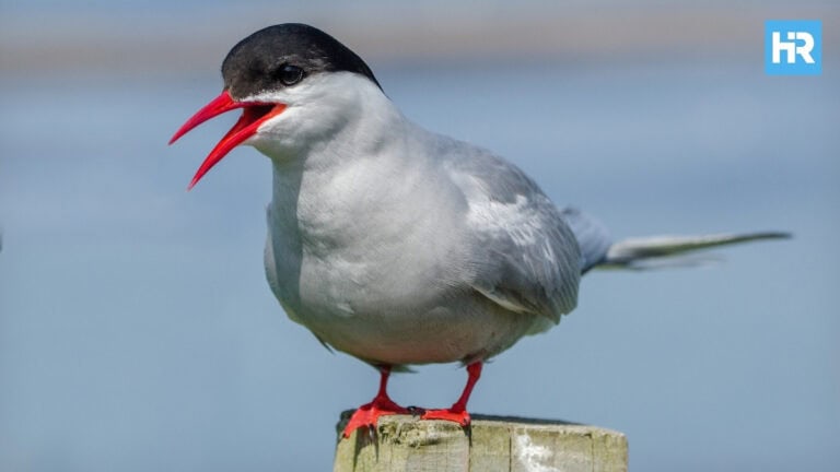Hoboken Tern Parade Unites Community to Protect Common Tern Nesting