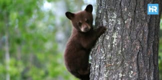 A-Quieter-Year-For-Bears-In-New-Jersey-According-To-State-Reports_FI
