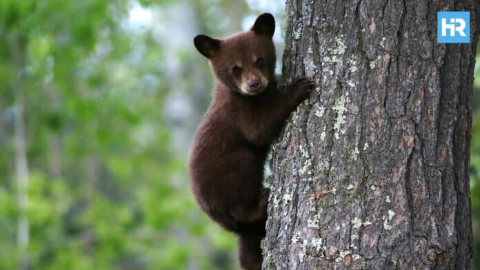 A-Quieter-Year-For-Bears-In-New-Jersey-According-To-State-Reports_FI
