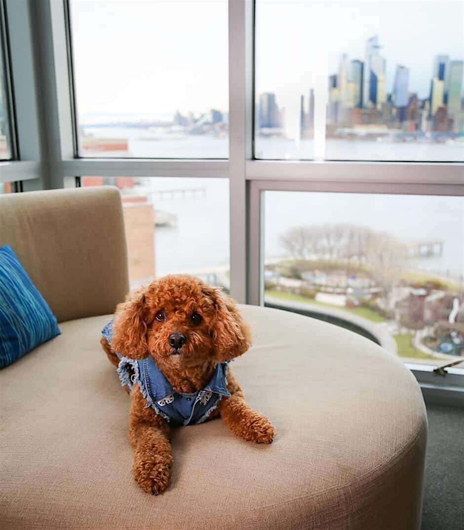Pamper Your Pet at W Hoboken