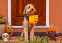 Hoboken Howl-O-Ween Pet Parade