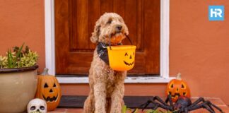 Hoboken Howl-O-Ween Pet Parade