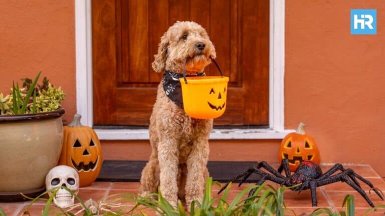 Hoboken’s Howl-O-Ween Pet Parade Returns for Its Fourth Year