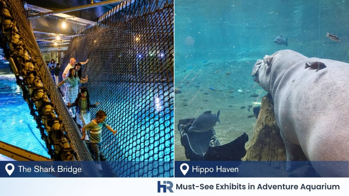 Must-See Exhibits in Adventure Aquarium