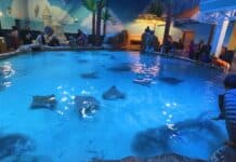 Adventure Aquarium: Close-Up Encounters With Marine Giants Adventure Aquarium