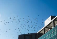 Vetoed Bird-Safe Ordinance 26-008 Back in Debate