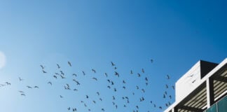 Vetoed Bird-Safe Ordinance 26-008 Back in Debate