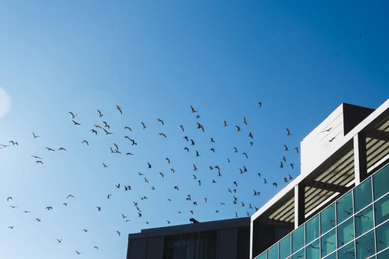 Council Reopens Fight Over Bird-Safe Building Costs